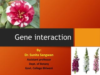 Gene interaction
By:
Dr. Sunita Sangwan
Assistant professor
Dept. of Botany
Govt. College Bhiwani
 