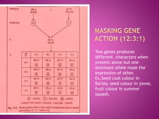 Two genes produces
different characters when
present alone but one
dominant allele mask the
expression of other.
Ex.Seed coat colour in
Barley, seed colour in jowar,
fruit colour in summer
squash.
 