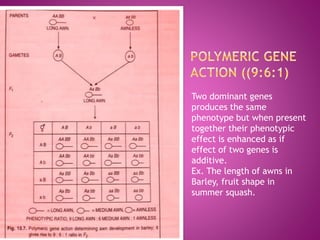 Two dominant genes
produces the same
phenotype but when present
together their phenotypic
effect is enhanced as if
effect of two genes is
additive.
Ex. The length of awns in
Barley, fruit shape in
summer squash.
 