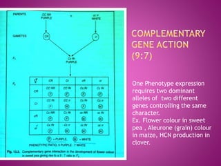 One Phenotype expression
requires two dominant
alleles of two different
genes controlling the same
character.
Ex. Flower colour in sweet
pea , Aleurone (grain) colour
in maize, HCN production in
clover.
 