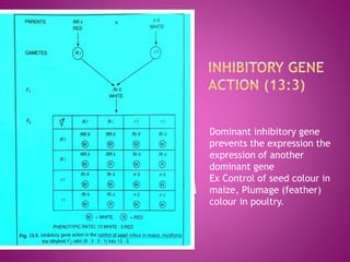 Dominant inhibitory gene
prevents the expression the
expression of another
dominant gene
Ex Control of seed colour in
maize, Plumage (feather)
colour in poultry.
 