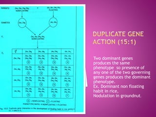 Two dominant genes
produces the same
phenotype so presence of
any one of the two governing
genes produces the dominant
phenotype.
Ex. Dominant non floating
habit in rice,
Nodulation in groundnut.
 