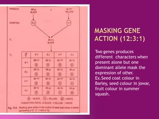 Two genes produces
different characters when
present alone but one
dominant allele mask the
expression of other.
Ex.Seed coat colour in
Barley, seed colour in jowar,
fruit colour in summer
squash.
 