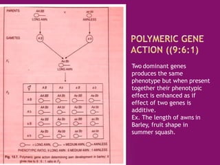 Two dominant genes
produces the same
phenotype but when present
together their phenotypic
effect is enhanced as if
effect of two genes is
additive.
Ex. The length of awns in
Barley, fruit shape in
summer squash.
 