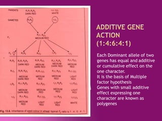 Each Dominant allele of two
genes has equal and additive
or cumulative effect on the
one character.
It is the basis of Multiple
factor hypothesis
Genes with small additive
effect expressing one
character are known as
polygenes
 