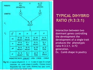 Interaction between two
dominant genes controlling
the development the
development of a single trait
produces the phenotypic
ratio 9:3:3:1. in F2
generation.
Ex. Comb shape in poultry
 