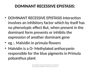 Dr.V.Malathi,Associate Professor in Biochem
istry,Ethiraj College for Women,Chennai-8
DOMINANT RECESSIVE EPISTASIS:
• DOMINANT RECESSIVE EPISTASIS Interaction
involves an inhibitory factor which by itself has
no phenotypic effect But, when present in the
dominant form prevents or inhibits the
expression of another dominant gene
• eg :. Malvidin in primula flowers
• Malvidin is a O- Methylated anthocyanin
responsible for the blue pigments in Primula
polyanthus plant
 