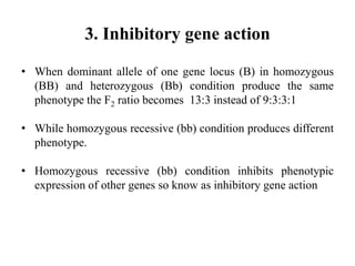 3. Inhibitory gene action
• When dominant allele of one gene locus (B) in homozygous
(BB) and heterozygous (Bb) condition produce the same
phenotype the F2 ratio becomes 13:3 instead of 9:3:3:1
• While homozygous recessive (bb) condition produces different
phenotype.
• Homozygous recessive (bb) condition inhibits phenotypic
expression of other genes so know as inhibitory gene action
 