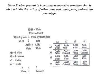 Gene B when present in homozygous recessive condition that is
bb it inhibits the action of other gene and other gene produces no
phenotype
 