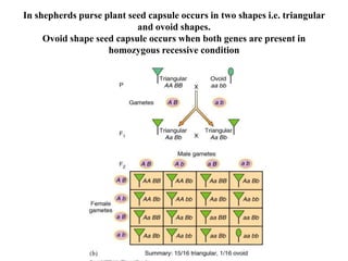 In shepherds purse plant seed capsule occurs in two shapes i.e. triangular
and ovoid shapes.
Ovoid shape seed capsule occurs when both genes are present in
homozygous recessive condition
 
