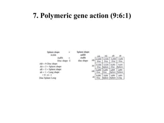 7. Polymeric gene action (9:6:1)
 