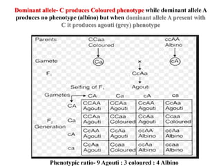 Phenotypic ratio- 9 Agouti : 3 coloured : 4 Albino
Dominant allele- C produces Coloured phenotype while dominant allele A
produces no phenotype (albino) but when dominant allele A present with
C it produces agouti (grey) phenotype
 