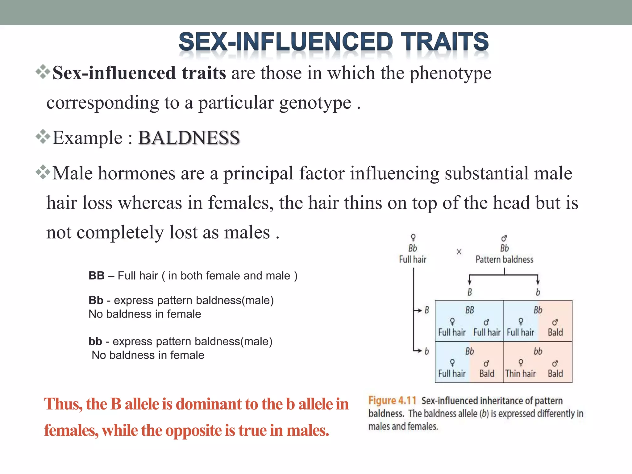 Sex-influenced traits are those in which the phenotype
corresponding to a particular genotype .
Example : BALDNESS
Male hormones are a principal factor influencing substantial male
hair loss whereas in females, the hair thins on top of the head but is
not completely lost as males .
BB – Full hair ( in both female and male )
Bb - express pattern baldness(male)
No baldness in female
bb - express pattern baldness(male)
No baldness in female
Thus,theBalleleisdominanttotheballelein
females,whiletheoppositeistrueinmales.
 