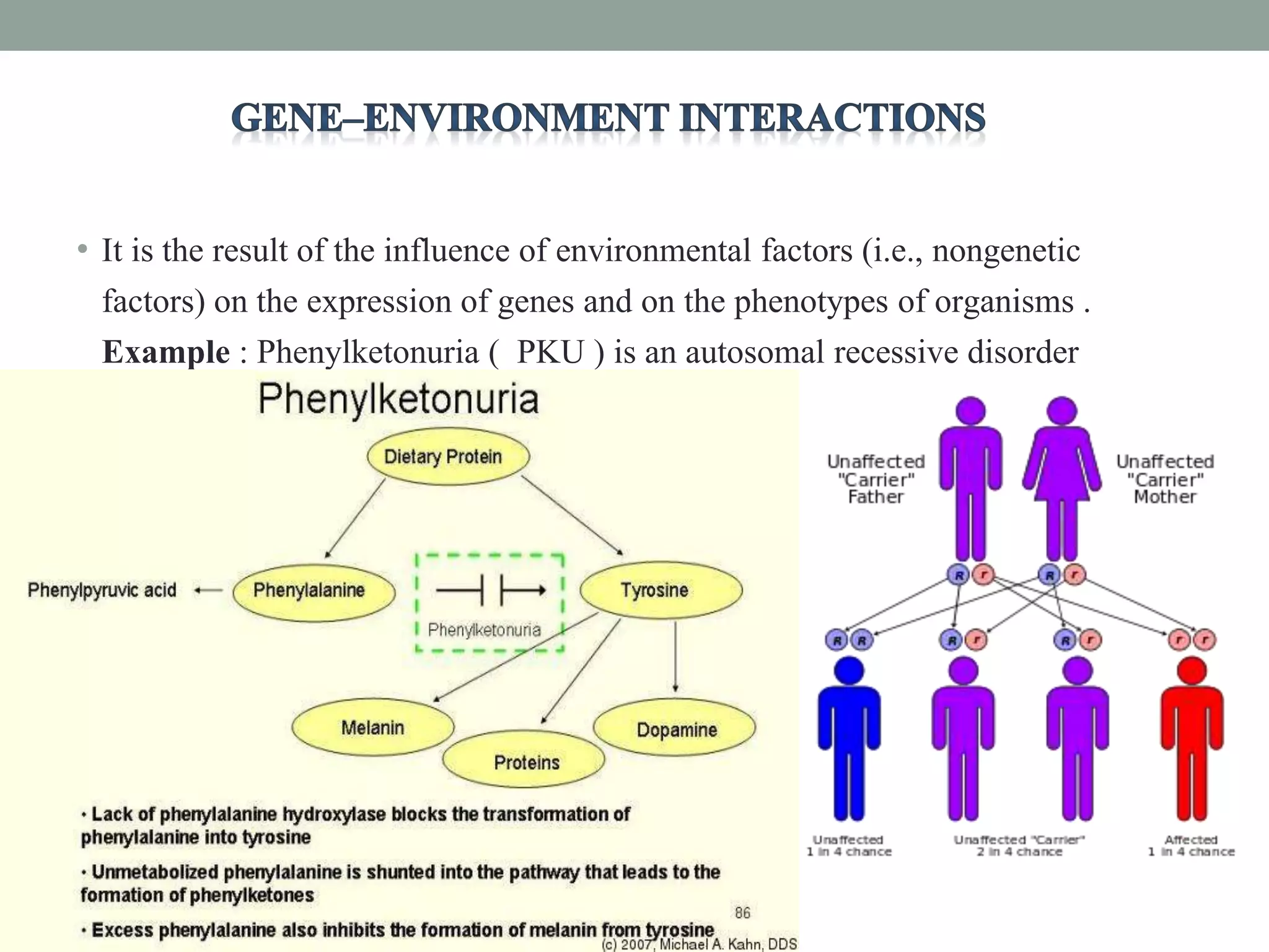 • It is the result of the influence of environmental factors (i.e., nongenetic
factors) on the expression of genes and on the phenotypes of organisms .
Example : Phenylketonuria ( PKU ) is an autosomal recessive disorder
 