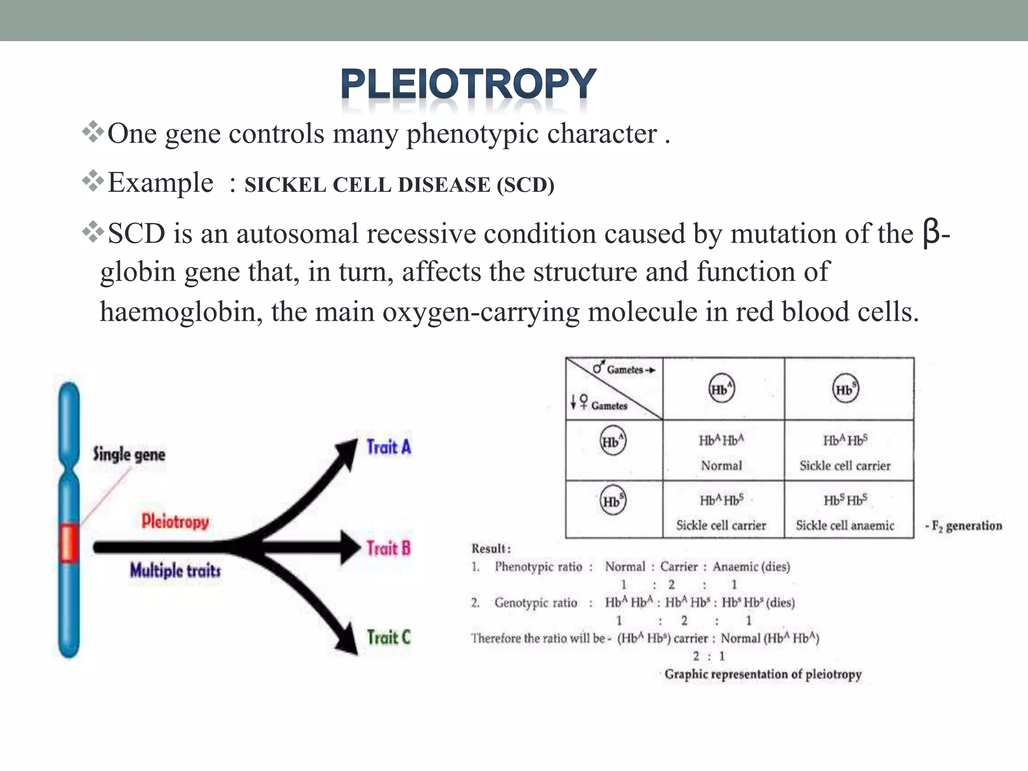 One gene controls many phenotypic character .
Example : SICKEL CELL DISEASE (SCD)
SCD is an autosomal recessive condition caused by mutation of the β-
globin gene that, in turn, affects the structure and function of
haemoglobin, the main oxygen-carrying molecule in red blood cells.
 