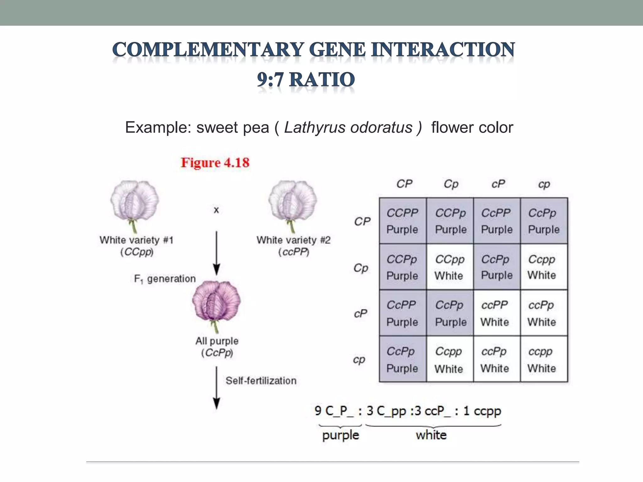 Example: sweet pea ( Lathyrus odoratus ) flower color
 