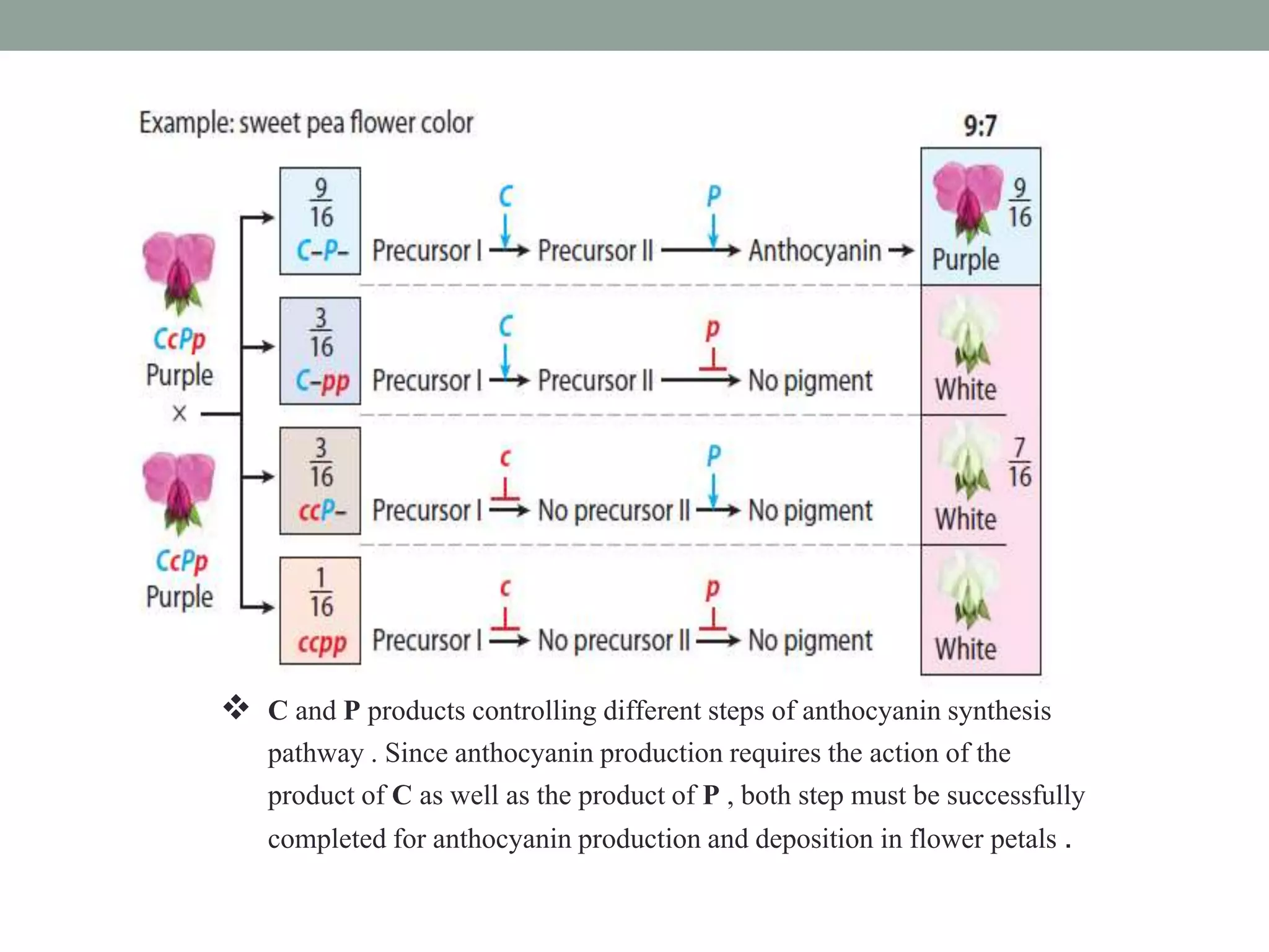  C and P products controlling different steps of anthocyanin synthesis
pathway . Since anthocyanin production requires the action of the
product of C as well as the product of P , both step must be successfully
completed for anthocyanin production and deposition in flower petals .
 