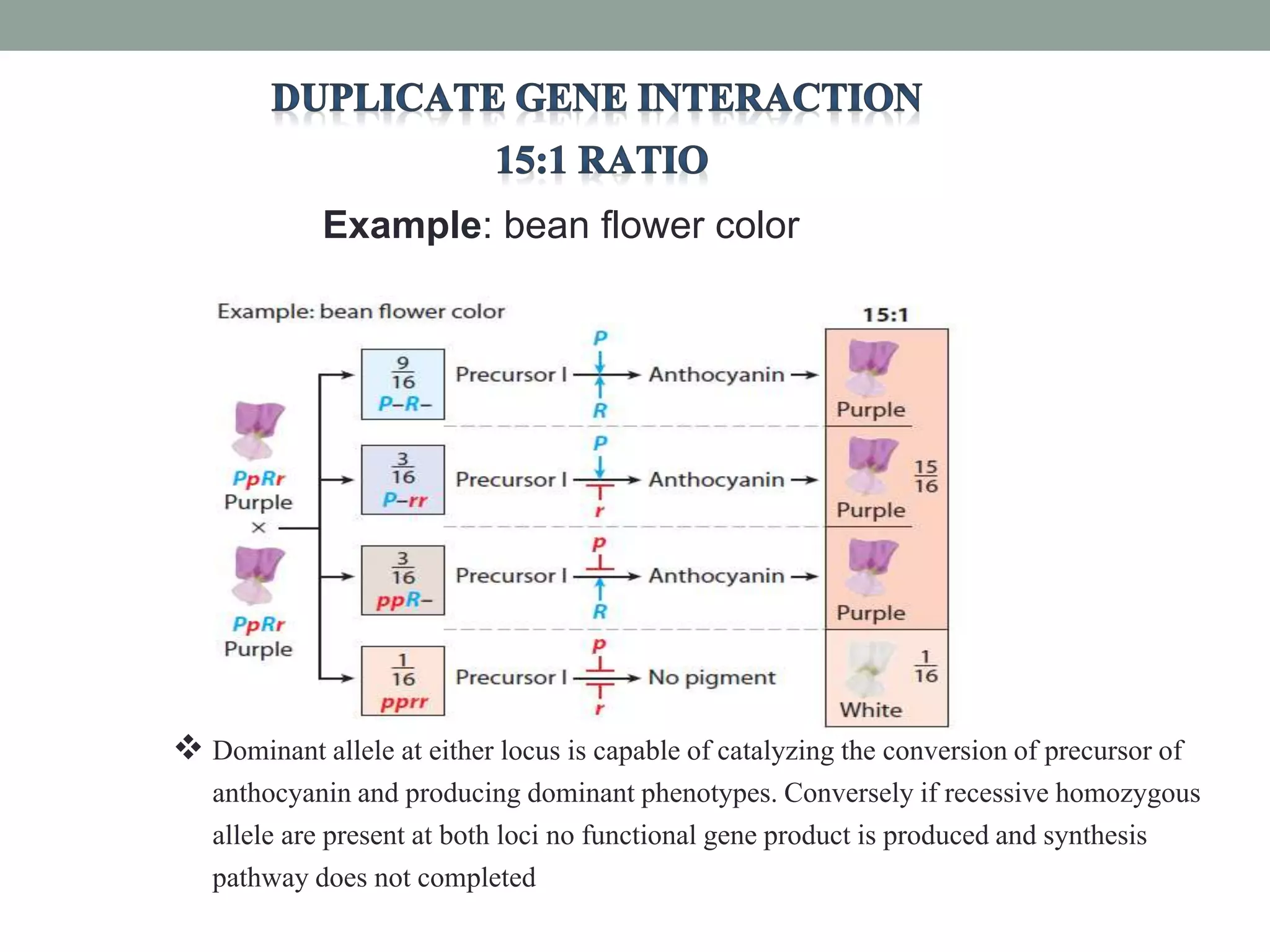 Example: bean flower color
 Dominant allele at either locus is capable of catalyzing the conversion of precursor of
anthocyanin and producing dominant phenotypes. Conversely if recessive homozygous
allele are present at both loci no functional gene product is produced and synthesis
pathway does not completed
 