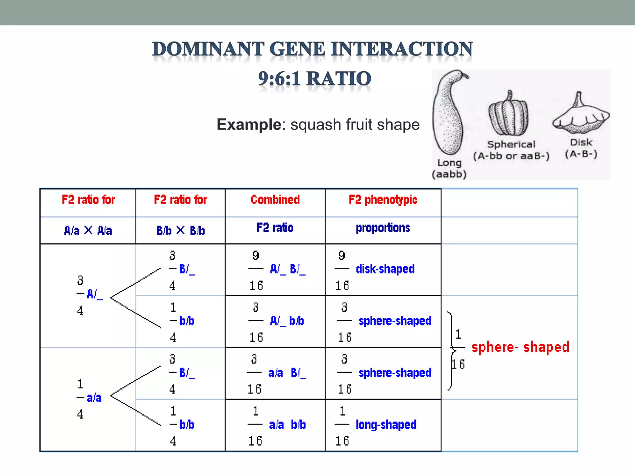 Example: squash fruit shape
 