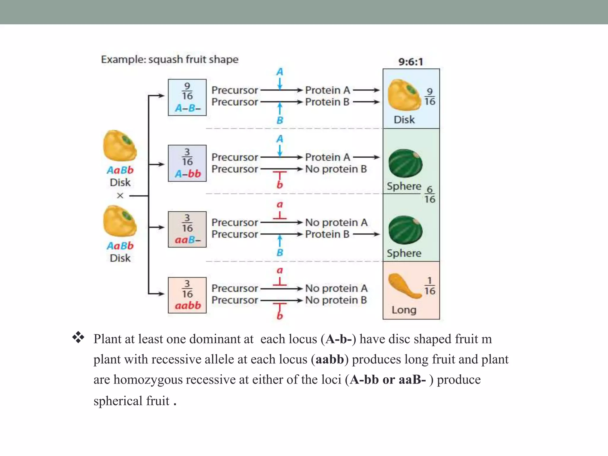  Plant at least one dominant at each locus (A-b-) have disc shaped fruit m
plant with recessive allele at each locus (aabb) produces long fruit and plant
are homozygous recessive at either of the loci (A-bb or aaB- ) produce
spherical fruit .
 