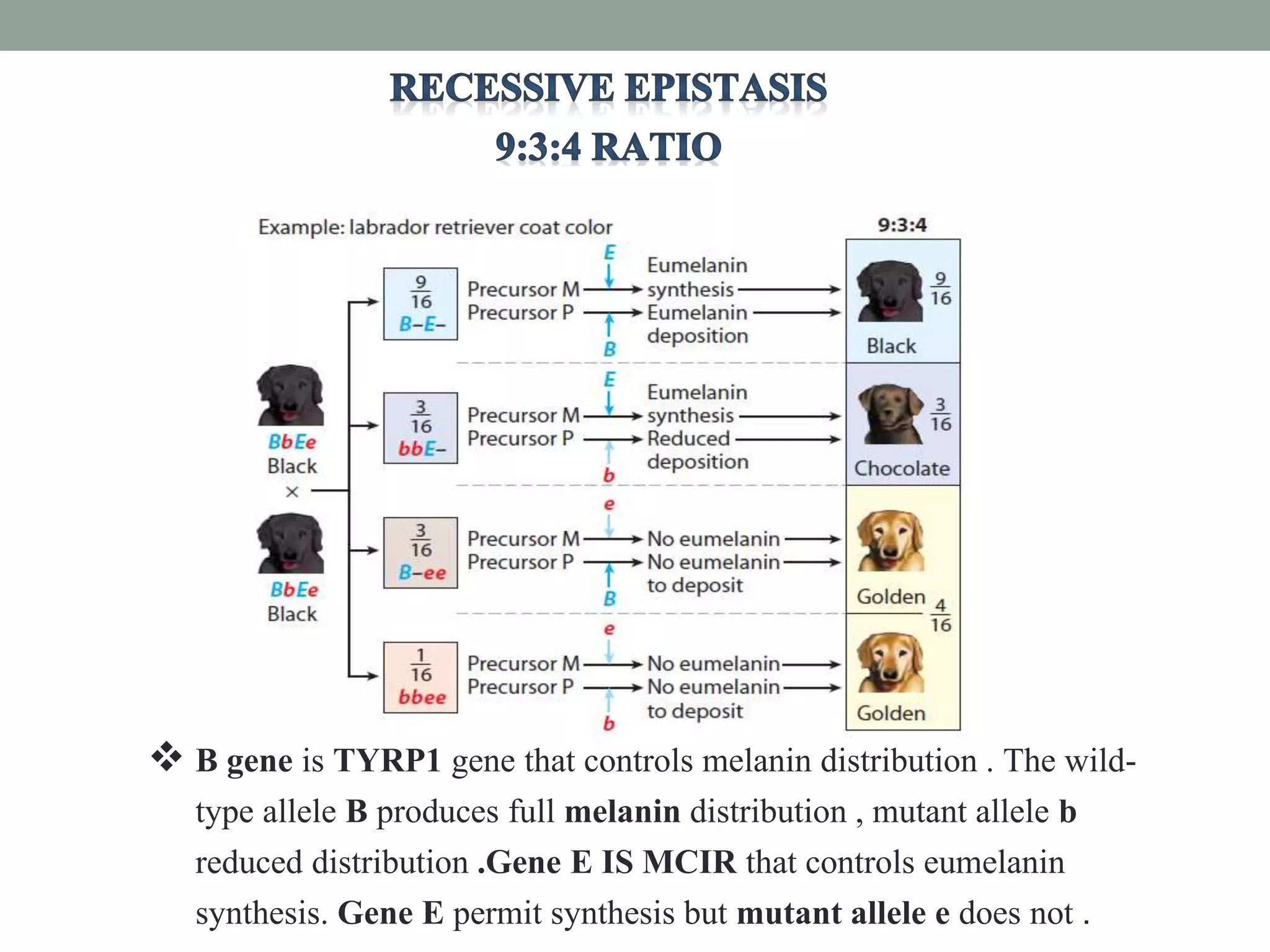  B gene is TYRP1 gene that controls melanin distribution . The wild-
type allele B produces full melanin distribution , mutant allele b
reduced distribution .Gene E IS MCIR that controls eumelanin
synthesis. Gene E permit synthesis but mutant allele e does not .
 