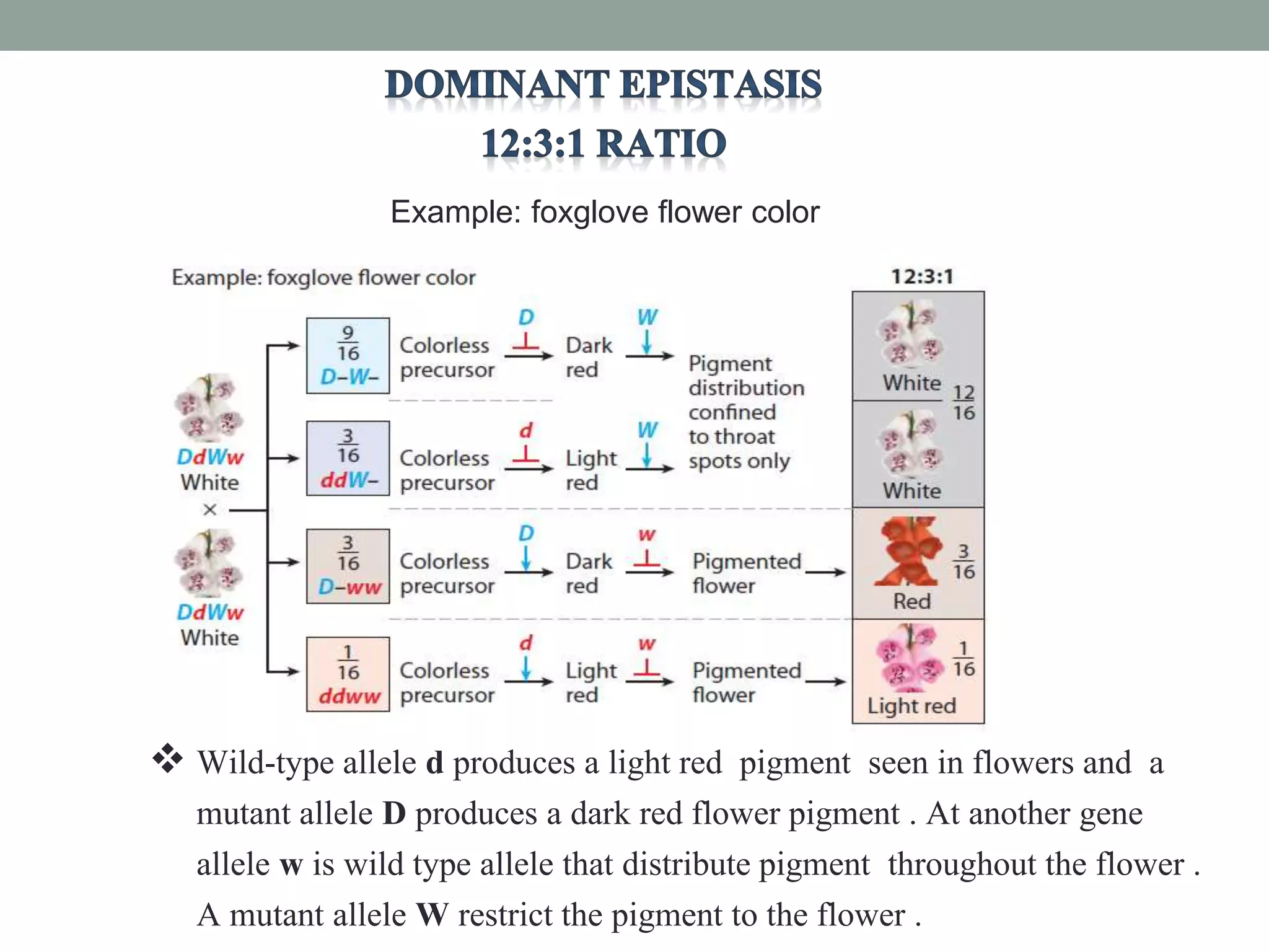 Example: foxglove flower color
 Wild-type allele d produces a light red pigment seen in flowers and a
mutant allele D produces a dark red flower pigment . At another gene
allele w is wild type allele that distribute pigment throughout the flower .
A mutant allele W restrict the pigment to the flower .
 