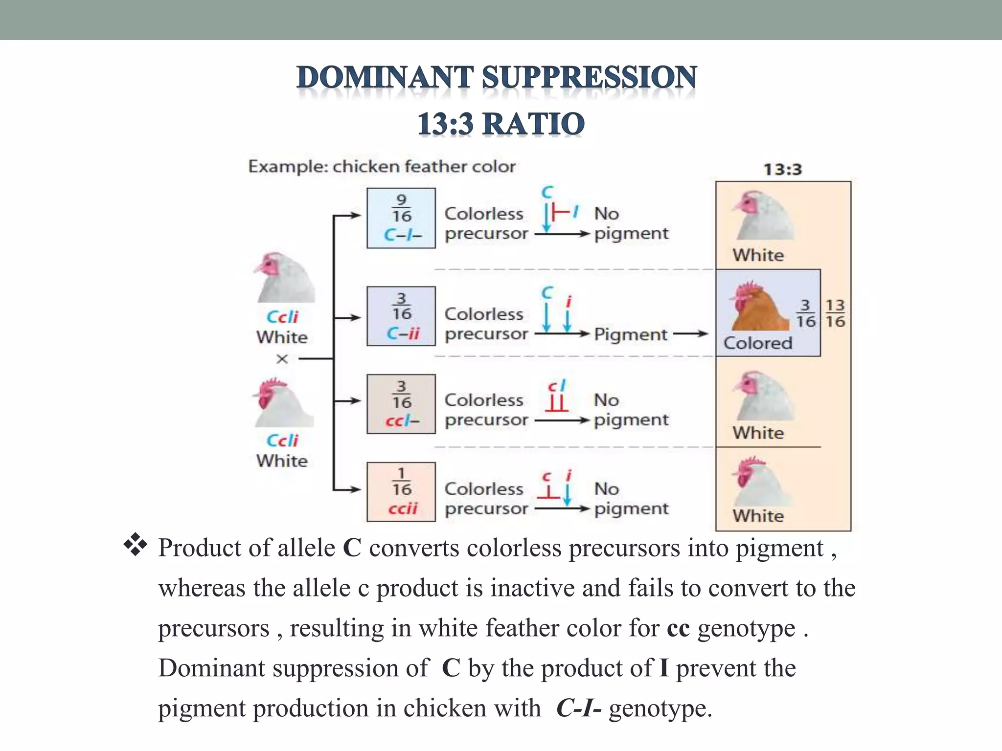  Product of allele C converts colorless precursors into pigment ,
whereas the allele c product is inactive and fails to convert to the
precursors , resulting in white feather color for cc genotype .
Dominant suppression of C by the product of I prevent the
pigment production in chicken with C-I- genotype.
 