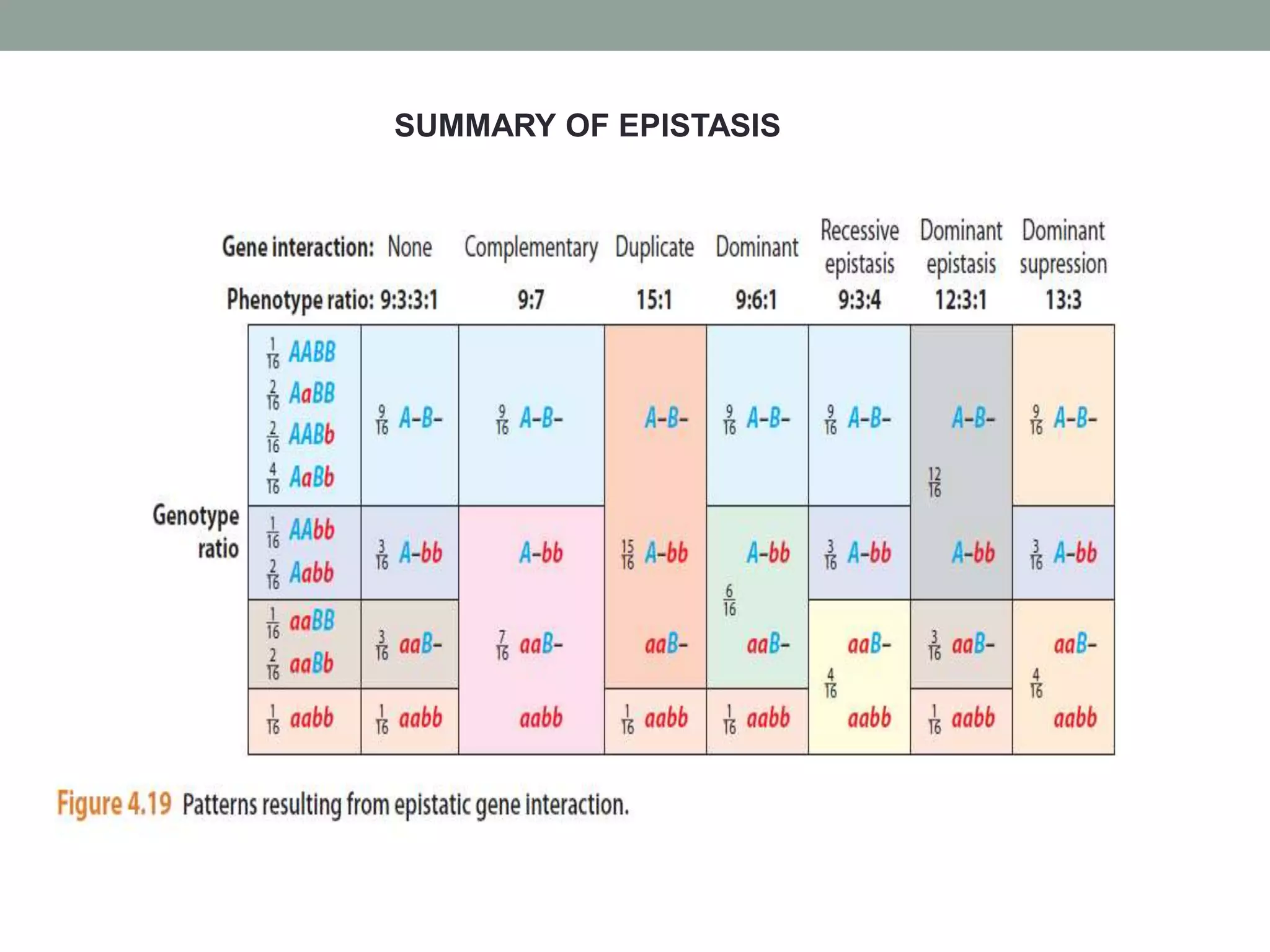 SUMMARY OF EPISTASIS
 