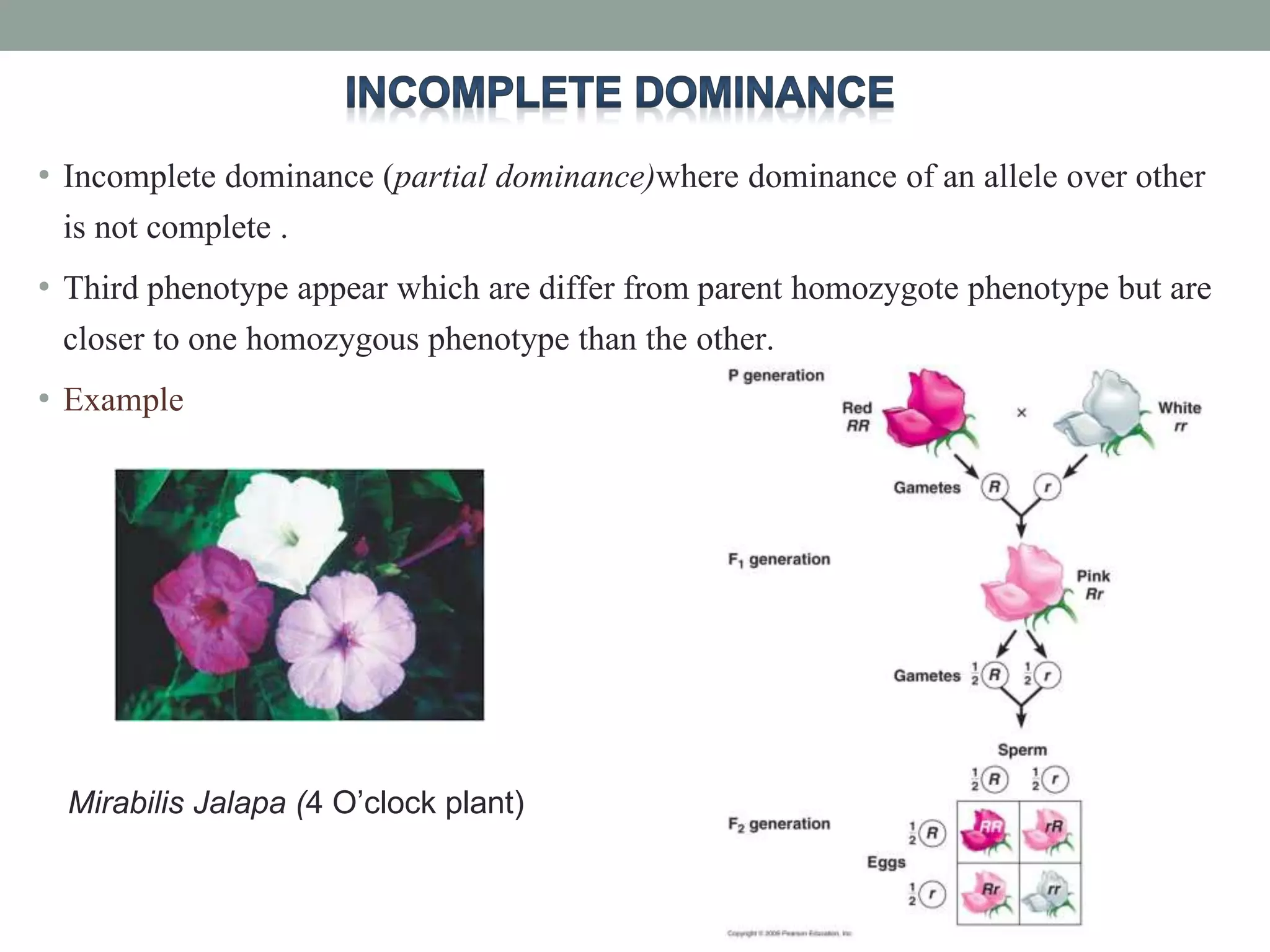 • Incomplete dominance (partial dominance)where dominance of an allele over other
is not complete .
• Third phenotype appear which are differ from parent homozygote phenotype but are
closer to one homozygous phenotype than the other.
• Example
Mirabilis Jalapa (4 O’clock plant)
 