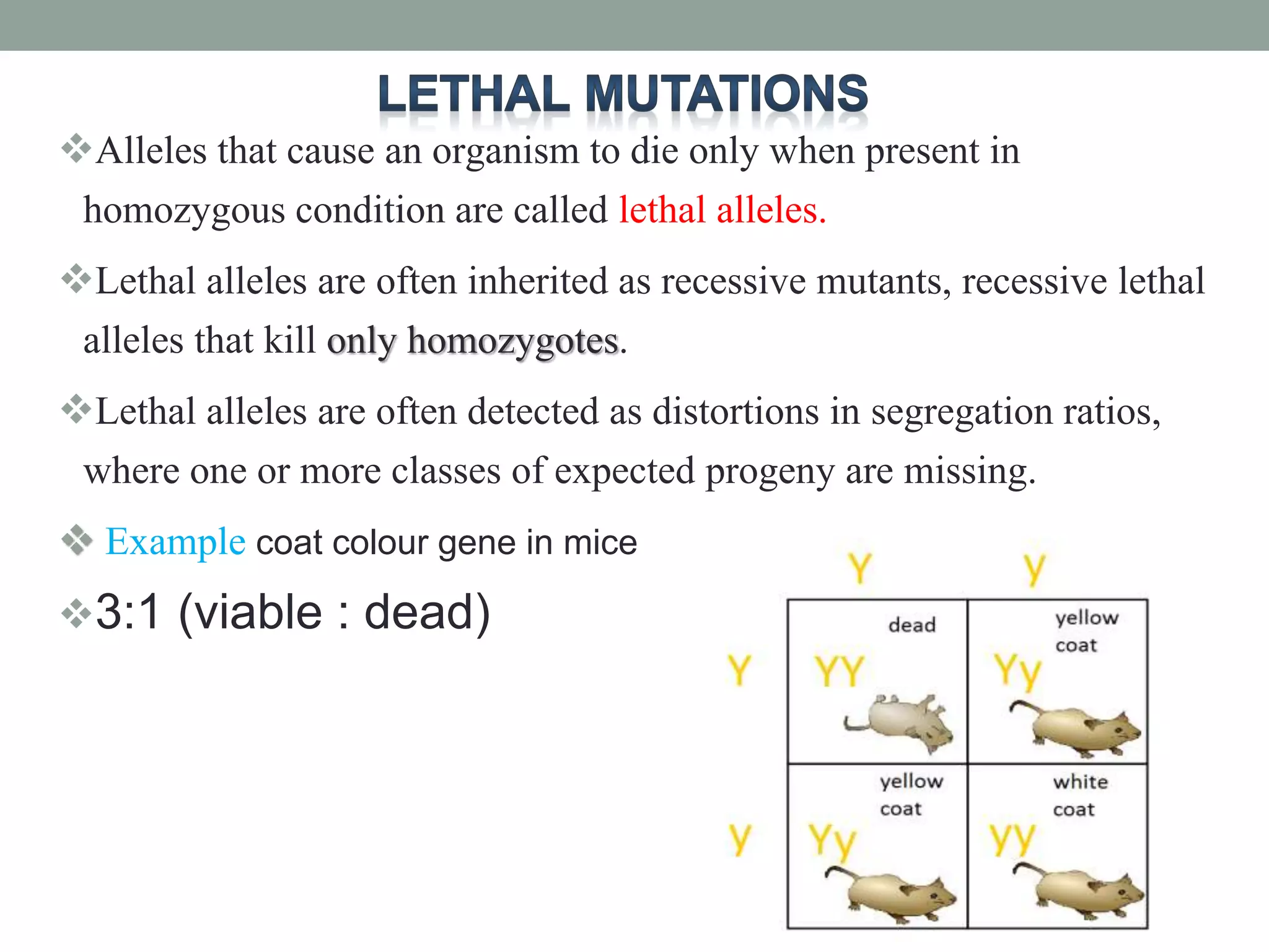 Alleles that cause an organism to die only when present in
homozygous condition are called lethal alleles.
Lethal alleles are often inherited as recessive mutants, recessive lethal
alleles that kill only homozygotes.
Lethal alleles are often detected as distortions in segregation ratios,
where one or more classes of expected progeny are missing.
 Example coat colour gene in mice
3:1 (viable : dead)
 