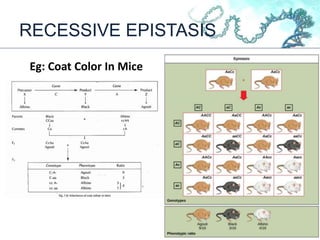 RECESSIVE EPISTASIS
Eg: Coat Color In Mice
 