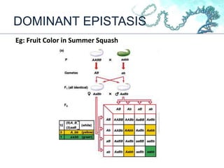 DOMINANT EPISTASIS
Eg: Fruit Color in Summer Squash
 