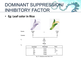 DOMINANT SUPPRESSION/
INHIBITORY FACTOR
• Eg: Leaf color in Rice
 