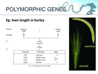 POLYMORPHIC GENES
Eg: Awn length in barley
 