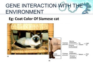 GENE INTERACTION WITH THE
ENVIRONMENT
Eg: Coat Color Of Siamese cat
 
