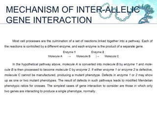 MECHANISM OF INTER-ALLELIC
GENE INTERACTION
 