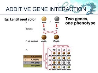 ADDITIVE GENE INTERACTION
Eg: Lentil seed color
 