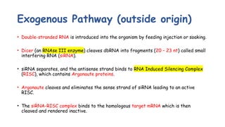 Gene knockdown by Dr. Yasmeen Abdulhadi, BDS.pptx