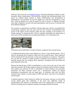 Wild-type Physcomitrella and knockout-mosses: Deviating phenotypes induced in gene-disruption 
library transformants. Physcomitrella wild-type and transformed plants were 
grown on minimal Knop medium to induce differentiation and development of 
gametophores. For each plant, an overview (upper row, scale bar corresponds to 1 mm) 
and a close-up (bottom row, scale bar equals 0.5 mm) is shown. A, Haploid wild-type 
moss plant completely covered with leafy gametophores and close-up of wild-type leaf. 
B-D, Different Mutants.[2] 
The construct is engineered to recombine with the target gene, which is accomplished by 
incorporating sequences from the gene itself into the construct. Recombination then 
occurs in the region of that sequence within the gene, resulting in the insertion of a 
foreign sequence to disrupt the gene. With its sequence interrupted, the altered gene in 
most cases will be translated into a nonfunctional protein, if it is translated at all. 
A knockout mouse (left) that is a model of obesity, compared with a normal mouse. 
A conditional knockout allows gene deletion in a tissue or time specific manner. This is 
done by introducing short sequences called loxP sites around the gene. These sequences 
will be introduced into the germ-line via the same mechanism as a knock-in. This germ-line 
can then be crossed to another germline containing Cre-recombinase which is a 
bacterial enzyme that can recognize these sequences, recombines them and deletes the 
gene flanked by these sites. 
Because the desired type of DNA recombination is a rare event in the case of most cells 
and most constructs, the foreign sequence chosen for insertion usually includes a reporter. 
This enables easy selection of cells or individuals in which knockout was successful. 
Sometimes the DNA construct inserts into a chromosome without the desired 
homologous recombination with the target gene. To eliminate such cells, the DNA 
construct often contains a second region of DNA that allows such cells to be identified 
and discarded. 
In diploid organisms, which contain two alleles for most genes, and may as well contain 
several related genes that collaborate in the same role, additional rounds of 
transformation and selection are performed until every targeted gene is knocked out. 
Selective breeding may be required to produce homozygous knockout animals. 
 