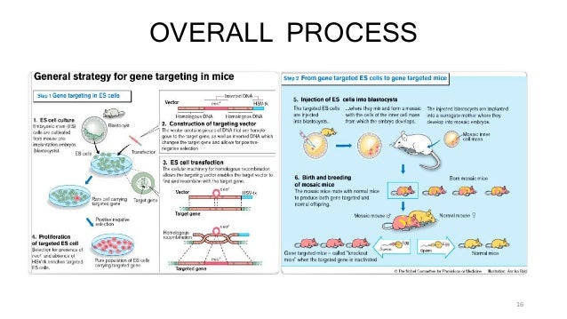 gene knockout 16 638 jpg cb 1416328529 gene knockout