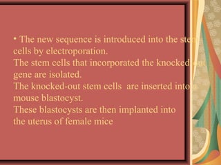 • The new sequence is introduced into the stem
cells by electroporation.
The stem cells that incorporated the knocked-out
gene are isolated.
The knocked-out stem cells are inserted into a
mouse blastocyst.
These blastocysts are then implanted into
the uterus of female mice
 