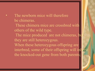 • The newborn mice will therefore
be chimeras.
These chimera mice are crossbred with
others of the wild type.
The mice produced are not chimeras, but
they are still heterozygous.
When these heterozygous offspring are
interbred, some of their offspring will inherit
the knocked-out gene from both parents;
 