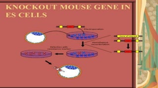 Gene knockout | PPTX