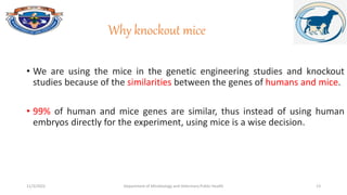 GENE KNOCKOUT.pptx