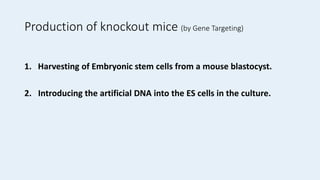 Production of knockout mice (by Gene Targeting)
1. Harvesting of Embryonic stem cells from a mouse blastocyst.
2. Introducing the artificial DNA into the ES cells in the culture.
 