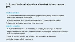 3. Screen ES cells and select those whose DNA includes the new
gene.
Positive selection
• It involves the isolation of a target cell population by using an antibody that
specifically binds that population.
• Positive selection markers are used to enrich for recombination events
Eg. Encoding Antibiotic resistance gene Neomycin
Negative selection
• It involves the depletion of all cell types except your cell type of interest.
• Negative selection markers used to enrich for homologous recombination events
over random insertions
Eg. Use of Herpes Simplex Virus (HSV) Thymidine Kinase (TK) gene
coupled with gancyclovir treatment.
 