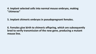 4. Implant selected cells into normal mouse embryos, making
"chimeras“
5. Implant chimeric embryos in pseudopregnant females.
6. Females give birth to chimeric offspring, which are subsequently
bred to verify transmission of the new gene, producing a mutant
mouse line.
 