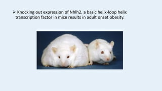  Knocking out expression of Nhlh2, a basic helix-loop helix
transcription factor in mice results in adult onset obesity.
 