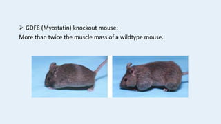  GDF8 (Myostatin) knockout mouse:
More than twice the muscle mass of a wildtype mouse.
 