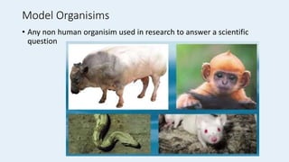 Model Organisims
• Any non human organisim used in research to answer a scientific
question
 